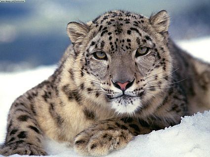 snow-leopard